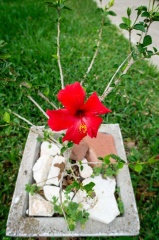 DSC5545 disp