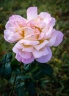 A6K 06327 disp